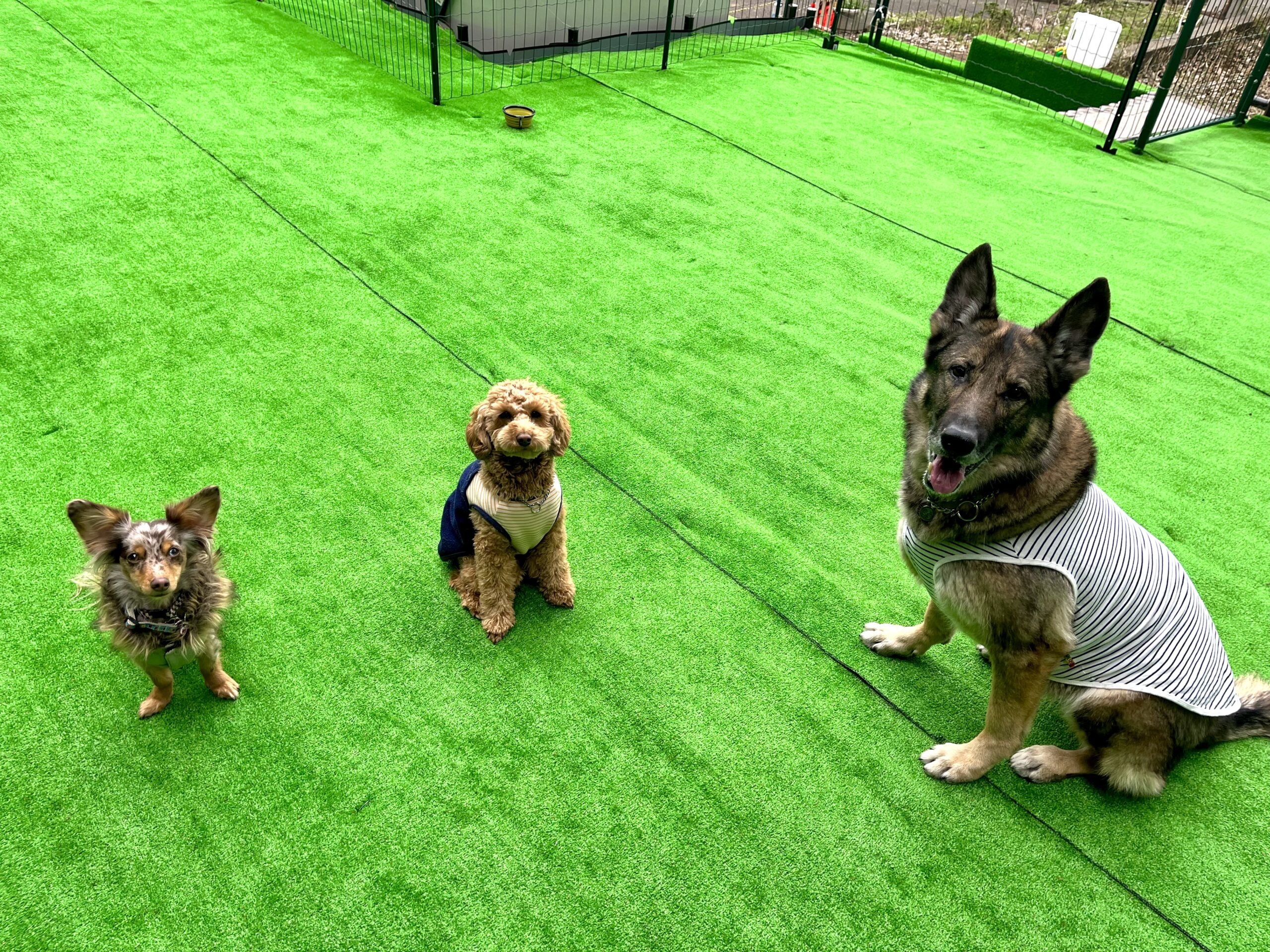 1／24の犬の幼稚園「すくすく幼稚園」はみんなで遊んでお散歩してお勉強もして盛りだくさんでした！