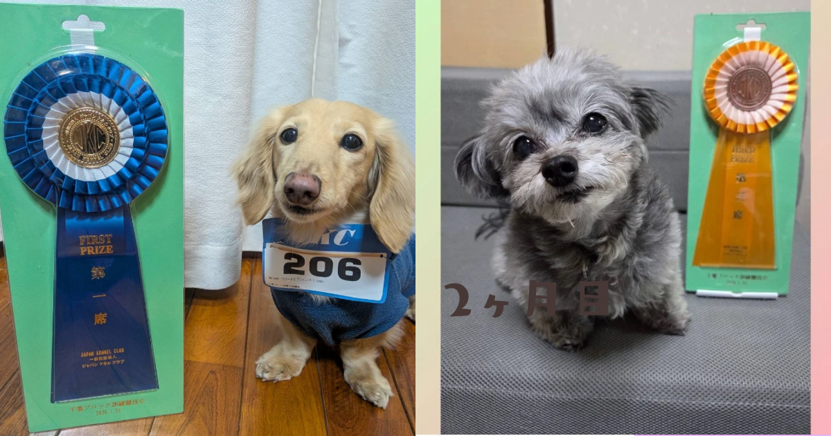 2026.1.25 JKC千葉ブロック訓練競技会でアロくん優勝🥇オレオくん3席入賞🥉それぞれの飼い主さんから感想をいただきました。